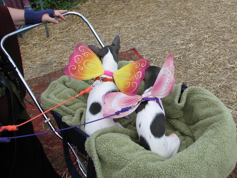 Dog Fairies