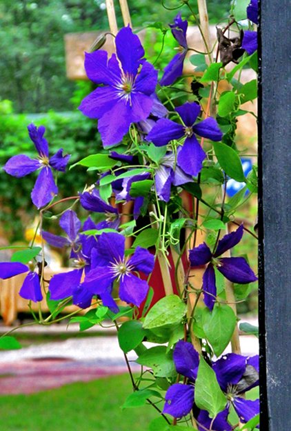 Bristol Renaissance Faire 2015