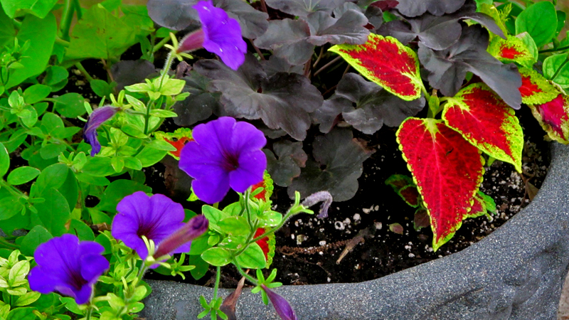 Bristol Renaissance Faire 2015