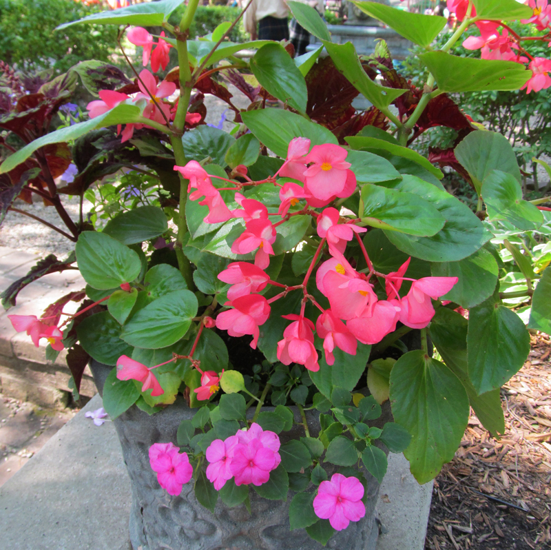 Bristol Renaissance Faire 2017