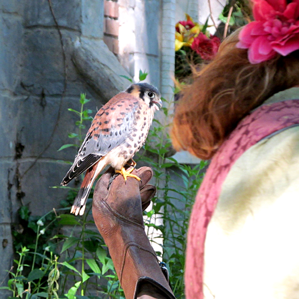 Bristol Renaissance Faire 2018