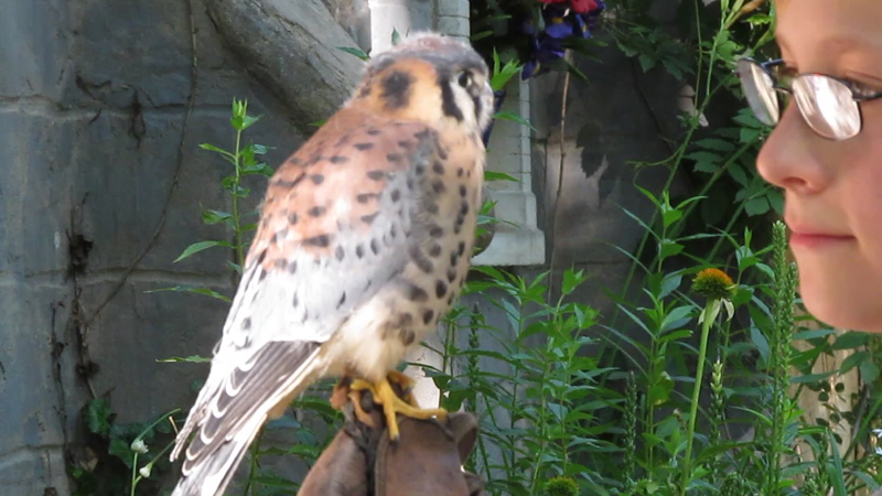 Bristol Renaissance Faire 2018