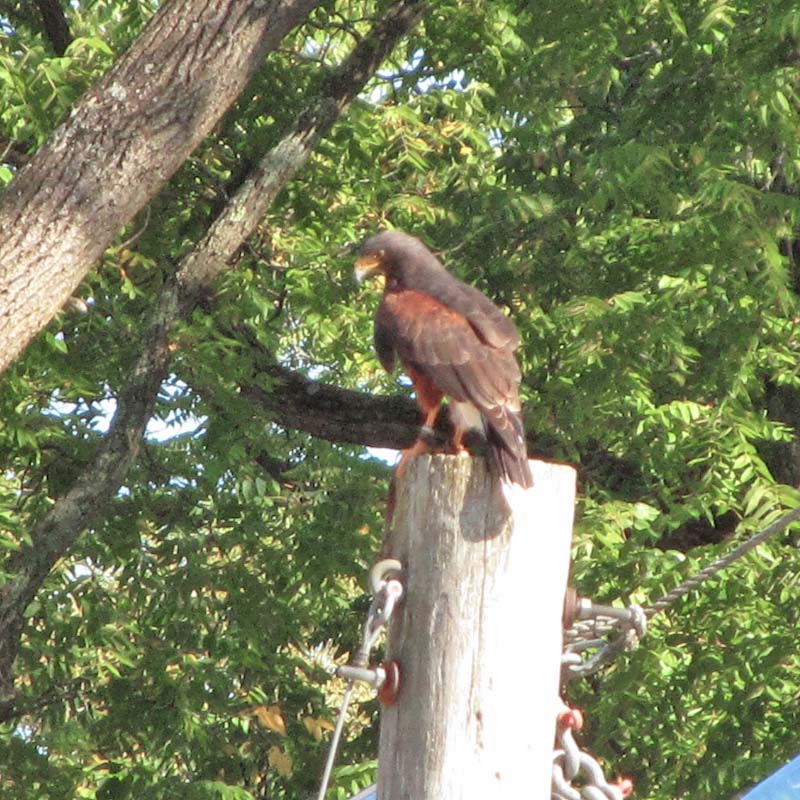 Bristol Renaissance Faire 2019